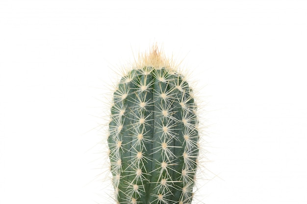 Cactus isolato su superficie bianca