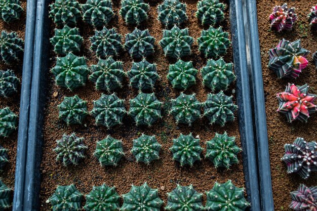 Cactus kas close-up shot