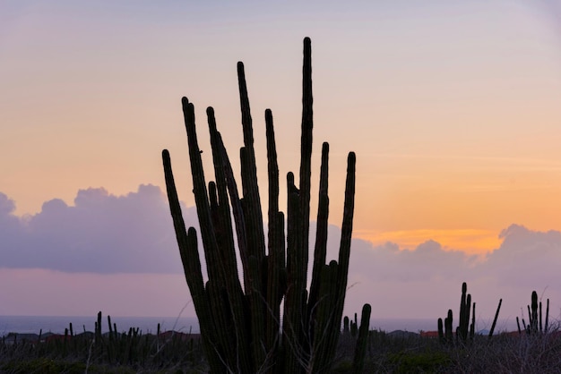 Foto cactus sulla terra contro il cielo durante il tramonto