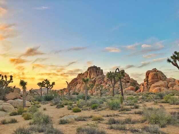 Photo cactus on landscape against sky