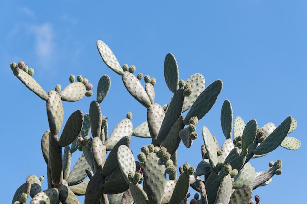 Cactus landschap. Teelt van cactussen