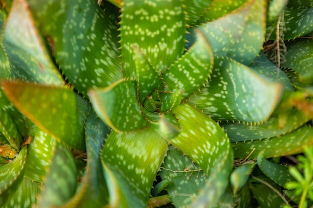 Cactus Leaf Pattern, Aloe green background in Croatia