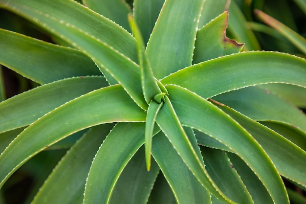 선인장 잎 패턴, 크로아티아의 알로에 녹색 배경
