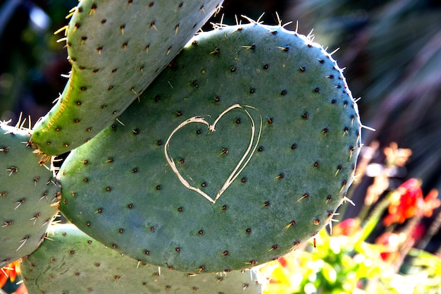 Amore di cactus, immagine divertente di san valentino.