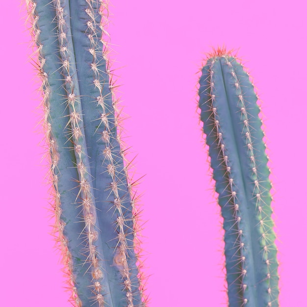 Cactus lovers. Minimal concept.  Cactus on pink background