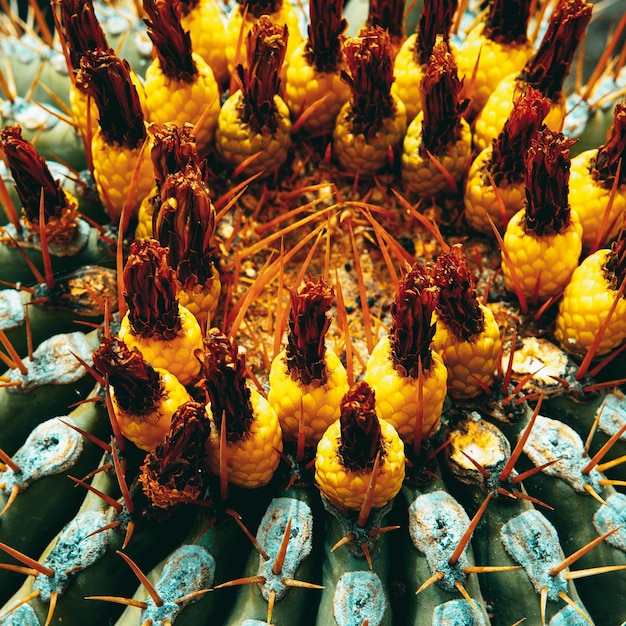 Cactus macro achtergrond. Plantenliefhebber concept