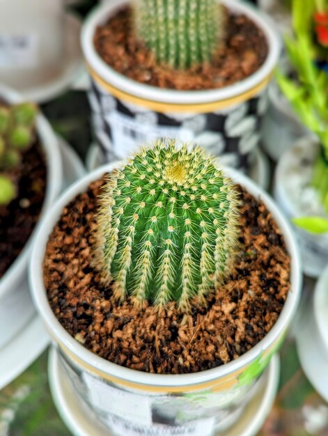 Cactus macro photography