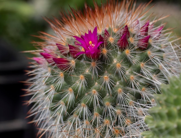 The cactus Mammillaria a beautiful pink flowers