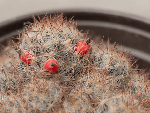 붉은 과일과 꽃봉오리가 있는 선인장 mammillaria prolifera