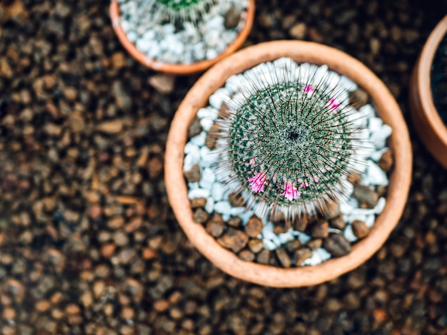 Foto cactus (mammillaria scrippsiana) nel piatto. bordo d'angolo contro uno sfondo di pietre.