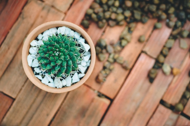 Cactus (Mammillaria scrippsiana) in the pot. Corner border a brick and stone background.