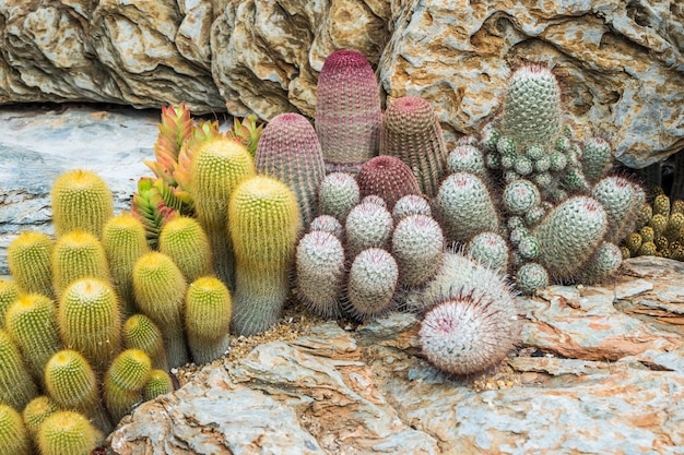 Photo cactus many variants decorate in the garden select and soft focus.