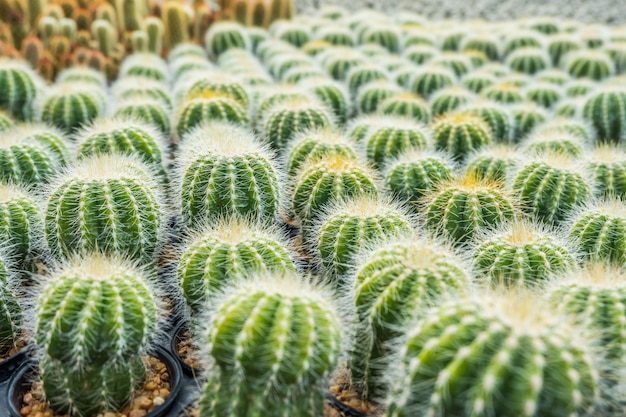 写真 サボテンは、植え付けのための鉢の中の多くの変種を選択してソフトフォーカスに配置します。