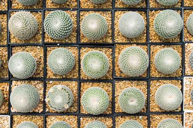 Cactus many variants in the pot for planting arranged in rows select and soft focus.