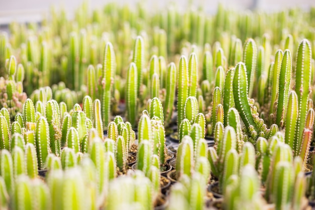 サボテンは、植え付けのための鉢の中の多くの変種を選択してソフトフォーカスに配置します。