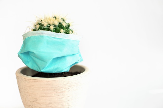 Cactus in a medical protective mask on a white background. Coronavirus protection and wearing medical mask concept.