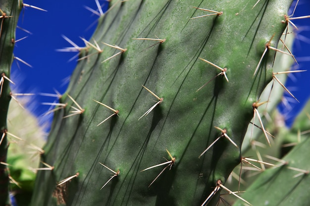 Cactus on Mediterranean coast in Algeria, Africa