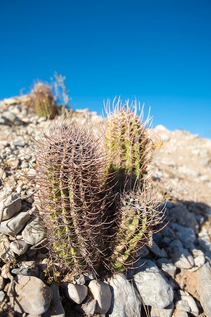 Cactus met blauwe lucht in Argentinië