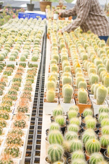 cactus met bloemcactus in een pot.