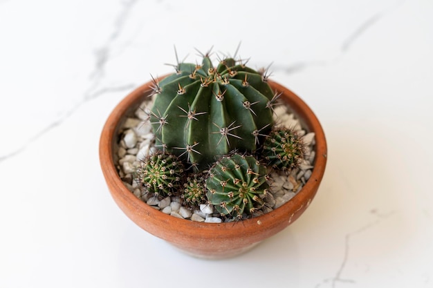 Cactus met jongen in een aarden pot