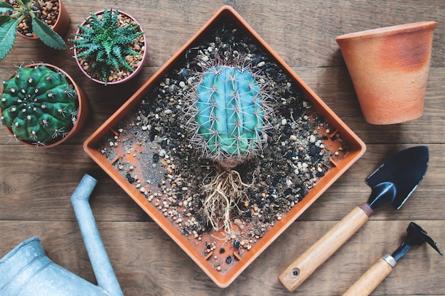 Cactus met naakte wortels en tuinhulpmiddelen op houten lijst