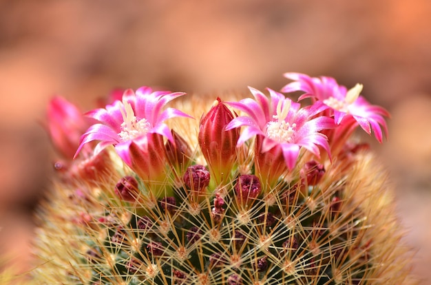 Cactus met roze bloemen op onscherpe achtergrond