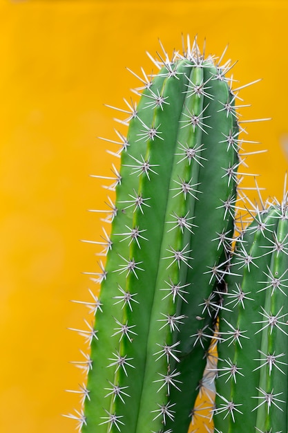 Cactus met scherpe doornen, exemplaarruimte.