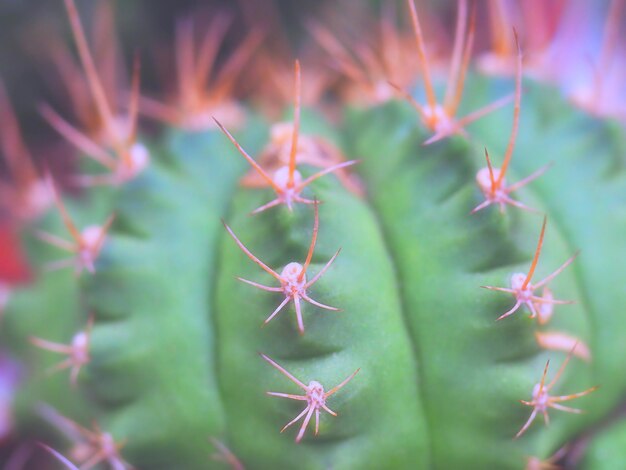 Cactus met stekels close-up, horizontale afbeelding abstracte achtergrond in pastelkleuren, soft focus Sea... met ondiepe scherptediepte, selectieve soft focus, defocus lichten