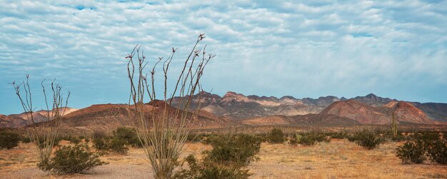 メキシコ の カクタス