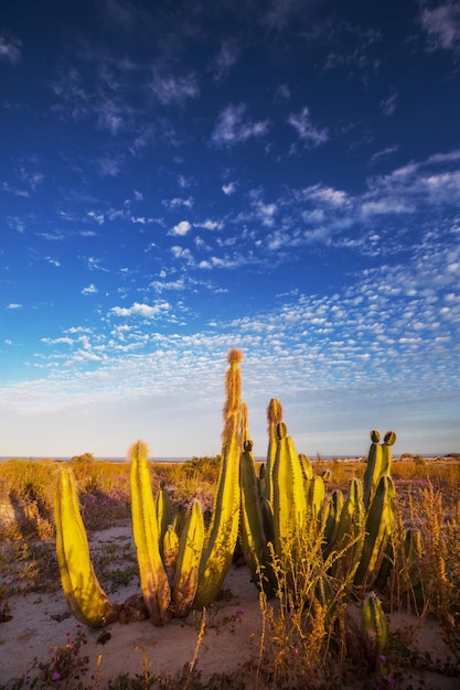 Foto cactus in messico