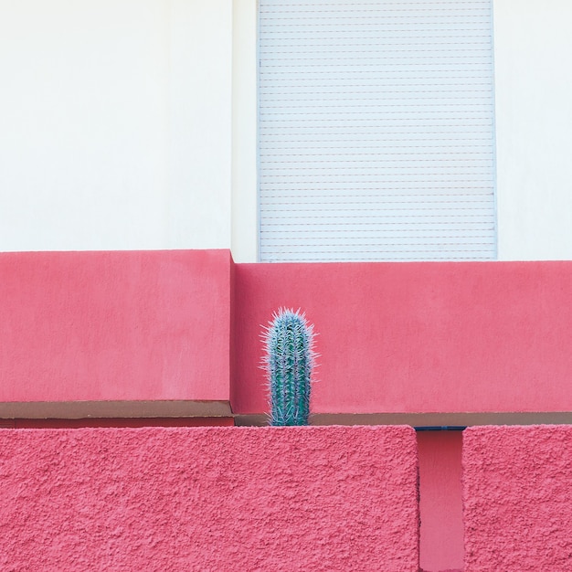 Cactus. Minimal. Plants on pink. Fashion art