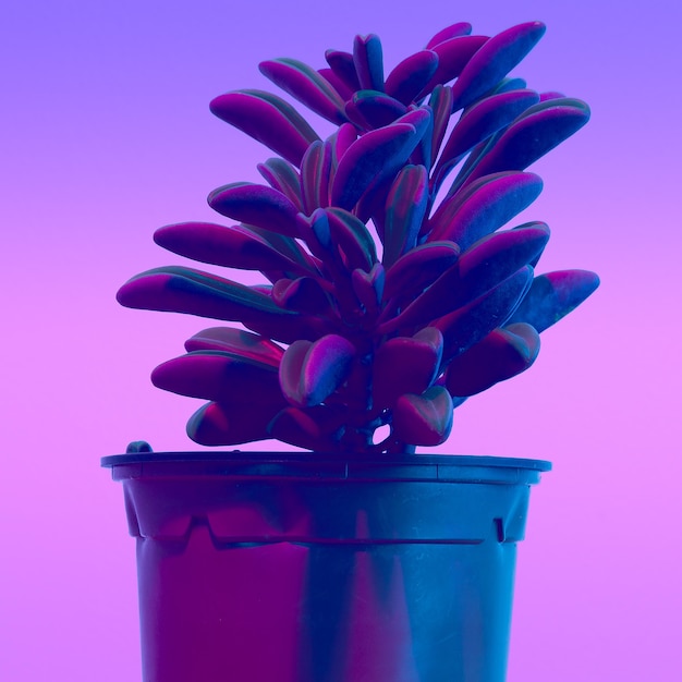 Foto cactus minimale synthwave fashion vibes. creatieve plant concept art