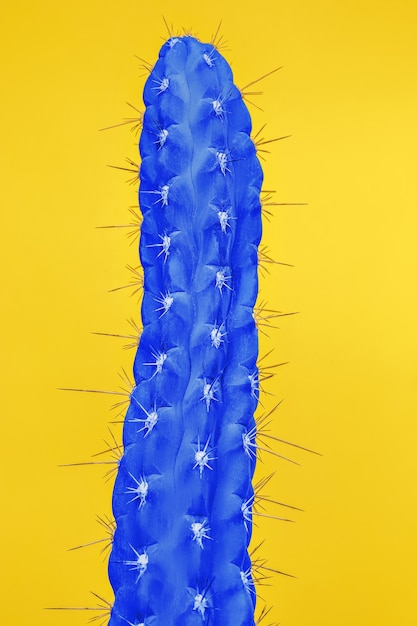 Cactus mode decorontwerp. Minimale stilleven. Trendy heldere kleuren. Blauwe plant op gele achtergrond