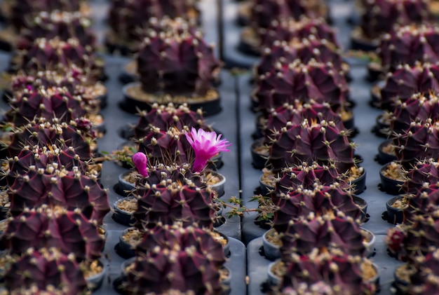 cactus. mooie cactusbloemen in de haven.