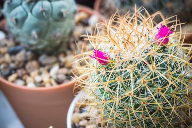 Cactus named Mammillaria with pink flower