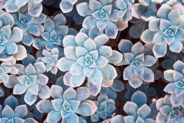 Cactus nature background, blue colored succulent texture.