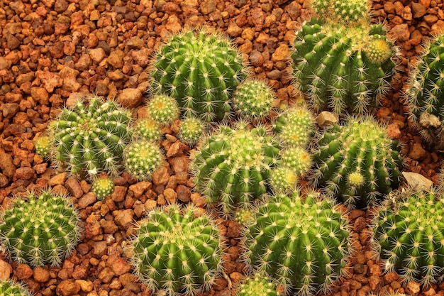 Cactus nature green background 