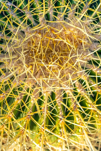 Cactus needles closeup cactus texture as background