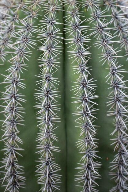 Foto aghi di cactus