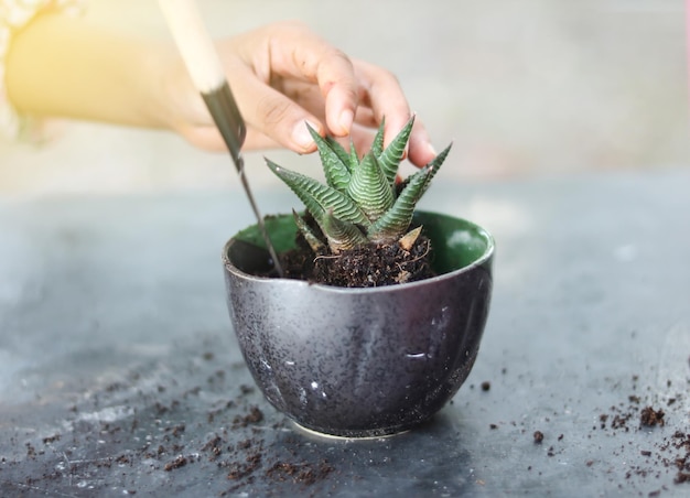 Foto cactus of haworthia met wortels met hand vasthouden om planten te verzorgen