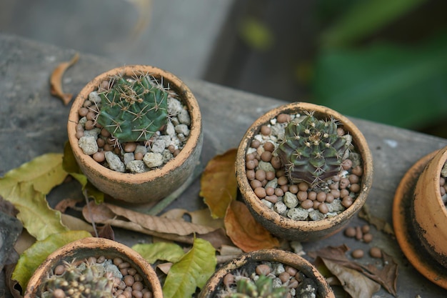 Cactus in an old pot in a cafe