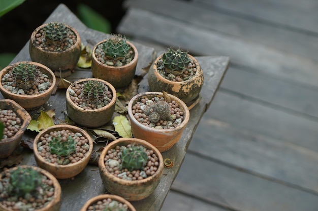 Cactus in an old pot in a cafe