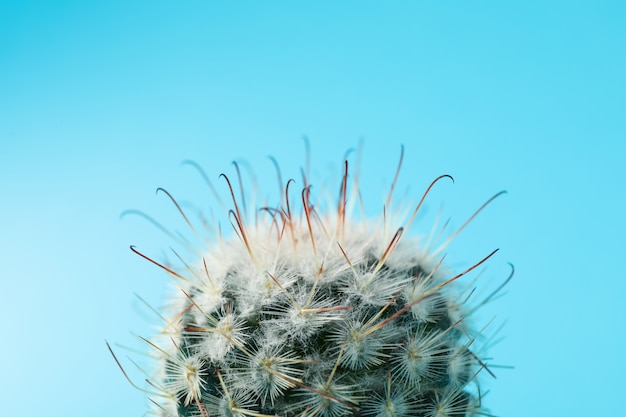 Cactus op blauwe achtergrond, macro. kamerplant