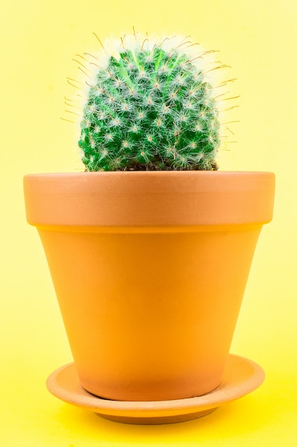 Cactus op een geel