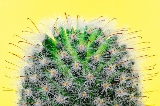 Cactus op een gele achtergrond.