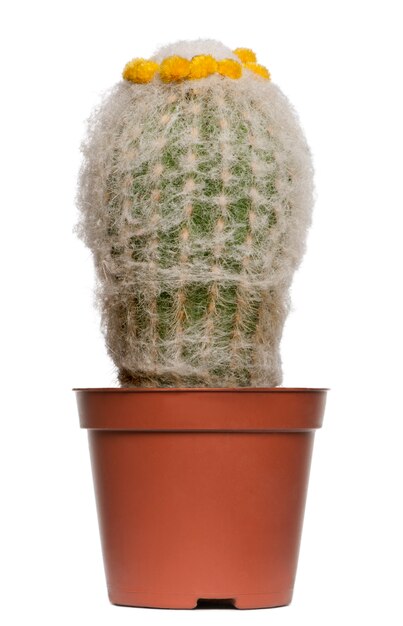 Cactus op geïsoleerd wit