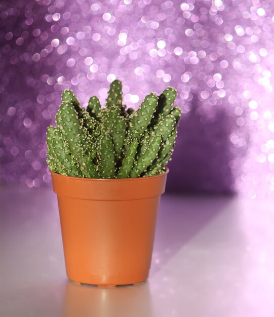 Foto cactus op glitter bokeh abstracte groene achtergrond.