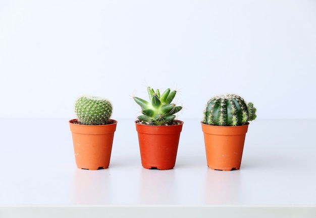 Cactus op het bureau