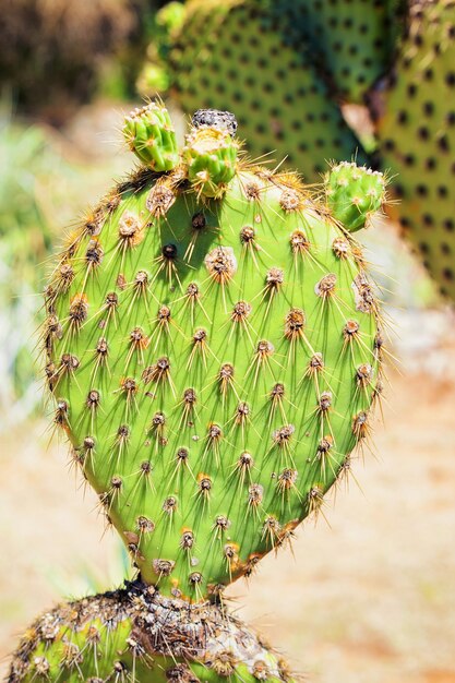 Cactus op het eiland lokrum, kroatië