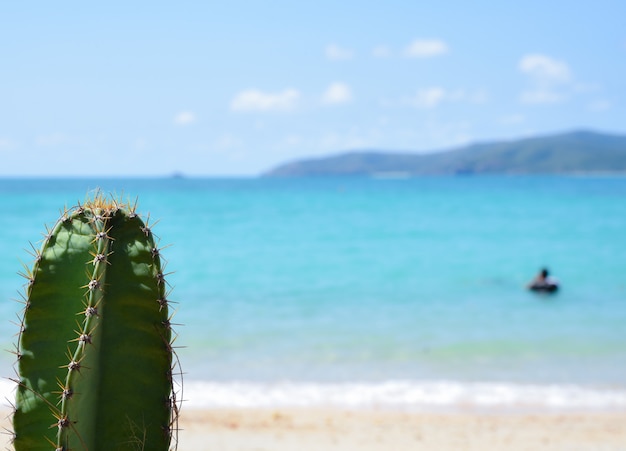 Cactus op het strand met overzees en blauwe hemelachtergrond. Zomerdag concept.